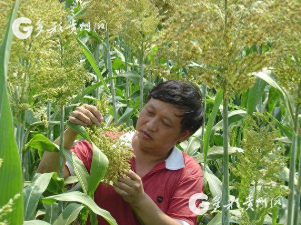 选育茅台酒唯一酒用高粱种“红缨子” 科研团队花了31年