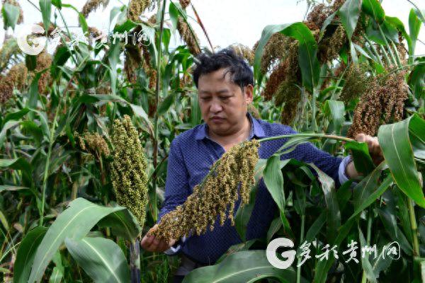 选育茅台酒唯一酒用高粱种“红缨子” 科研团队花了31年