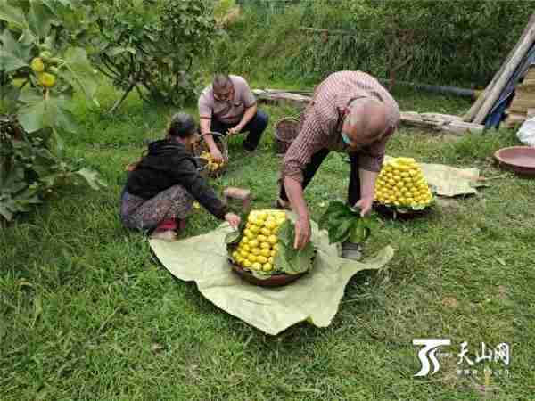 电商助力阿图什外销49万余枚鲜食无花果